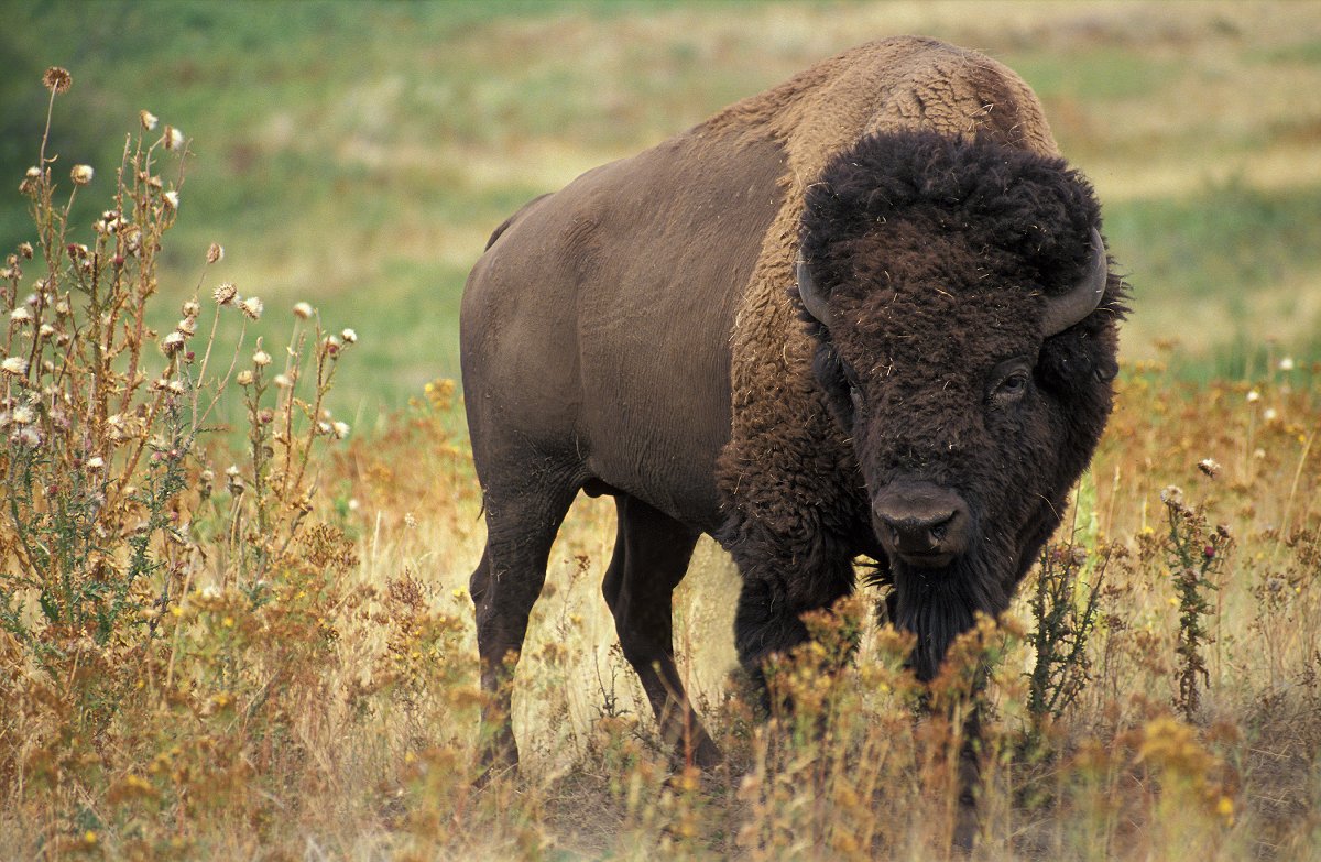 Bison