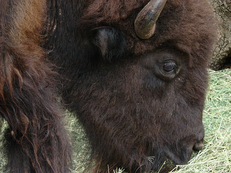 Buffalo grazing