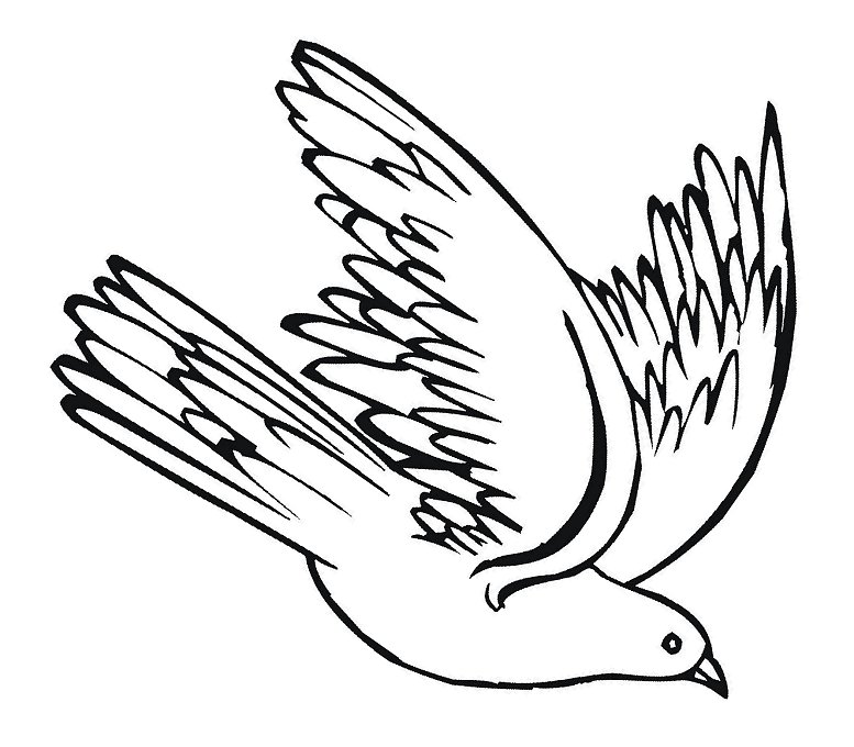 Pigeon gliding