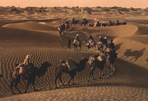 Chinese camels in the desert