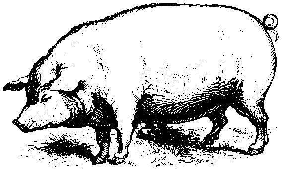 pig