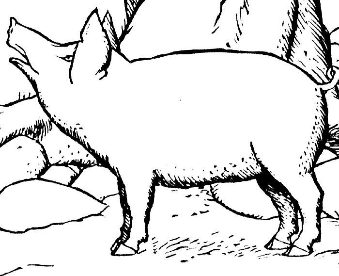 pig