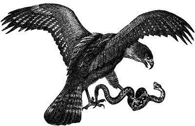 Hawk attacking a snake