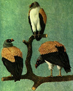 King Vultures